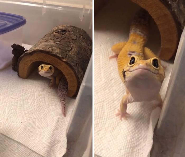 50 Times People Spotted The Cutest Animals And Just Had To Take A Pic Of Them 50 Times People Spotted The Cutest Animals And Just Had To Take A Pic Of Them