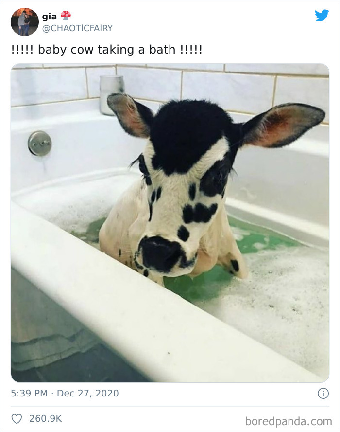 50 Times People Spotted The Cutest Animals And Just Had To Take A Pic Of Them 50 Times People Spotted The Cutest Animals And Just Had To Take A Pic Of Them