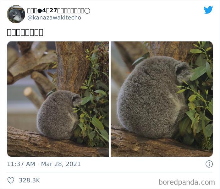 50 Times People Spotted The Cutest Animals And Just Had To Take A Pic Of Them 50 Times People Spotted The Cutest Animals And Just Had To Take A Pic Of Them