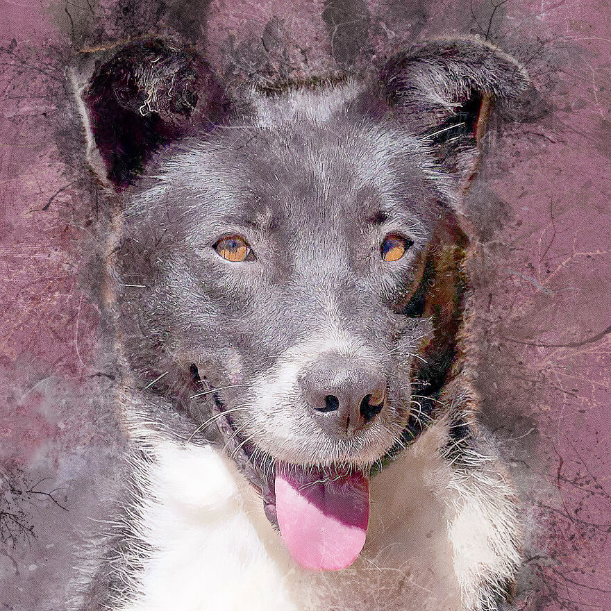 I Help Find New Homes For Heroic Blood Donor Dog And 17 Other Dogs In Need