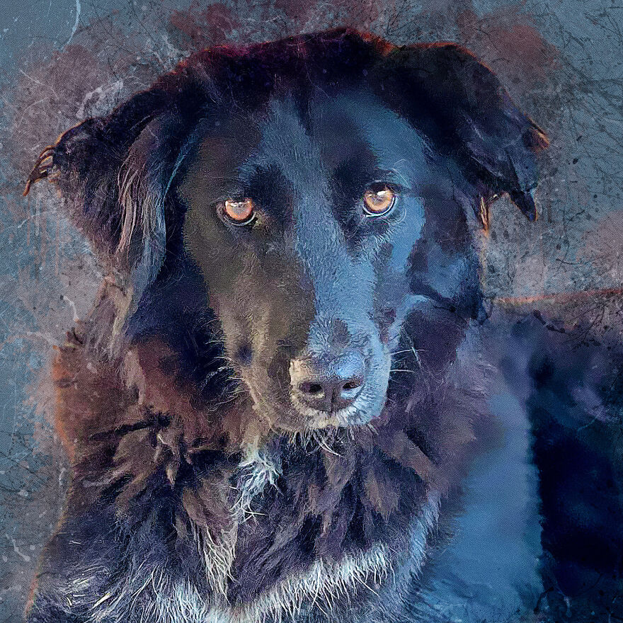I Help Find New Homes For Heroic Blood Donor Dog And 17 Other Dogs In Need