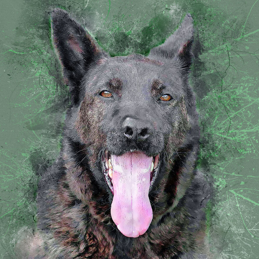 I Help Find New Homes For Heroic Blood Donor Dog And 17 Other Dogs In Need