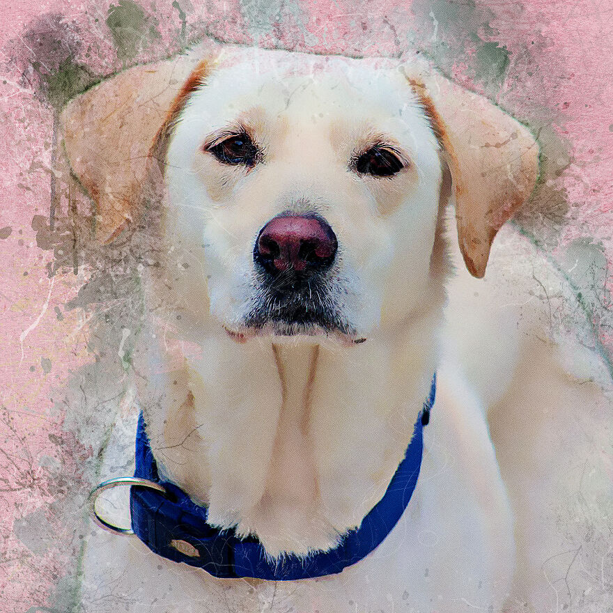 I Help Find New Homes For Heroic Blood Donor Dog And 17 Other Dogs In Need