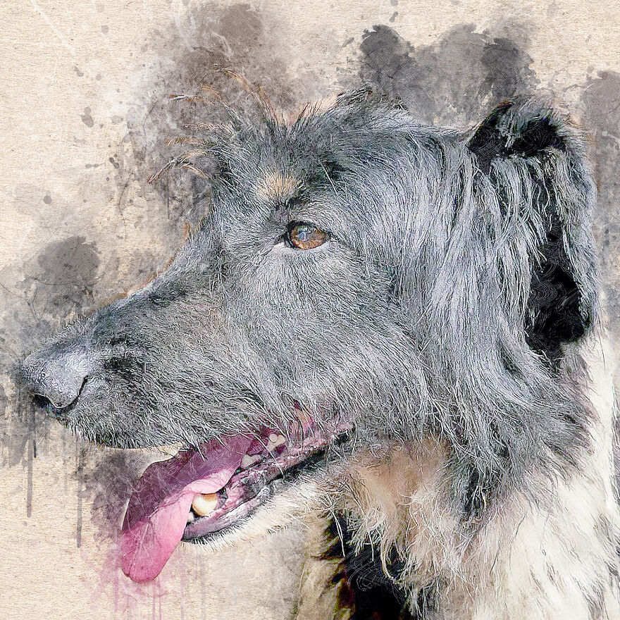 I Help Find New Homes For Heroic Blood Donor Dog And 17 Other Dogs In Need
