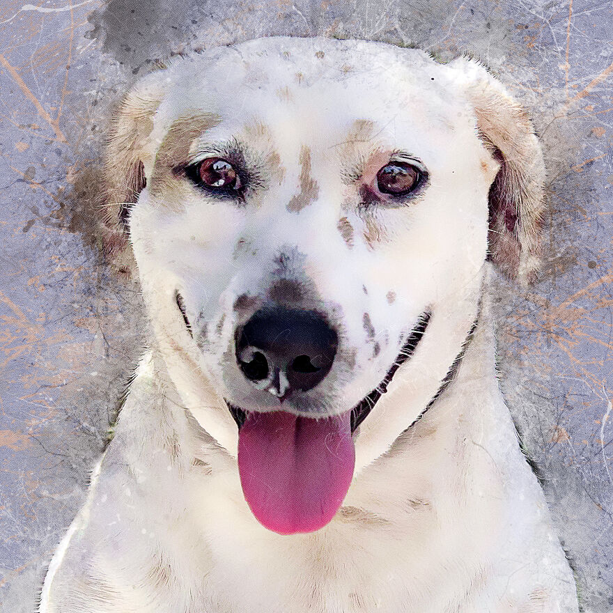 I Help Find New Homes For Heroic Blood Donor Dog And 17 Other Dogs In Need