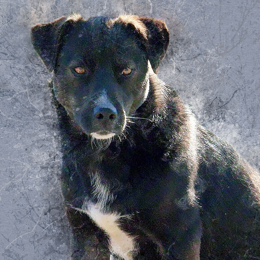 I Help Find New Homes For Heroic Blood Donor Dog And 17 Other Dogs In Need