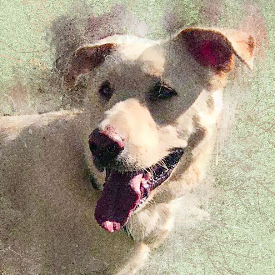 I Help Find New Homes For Heroic Blood Donor Dog And 17 Other Dogs In Need