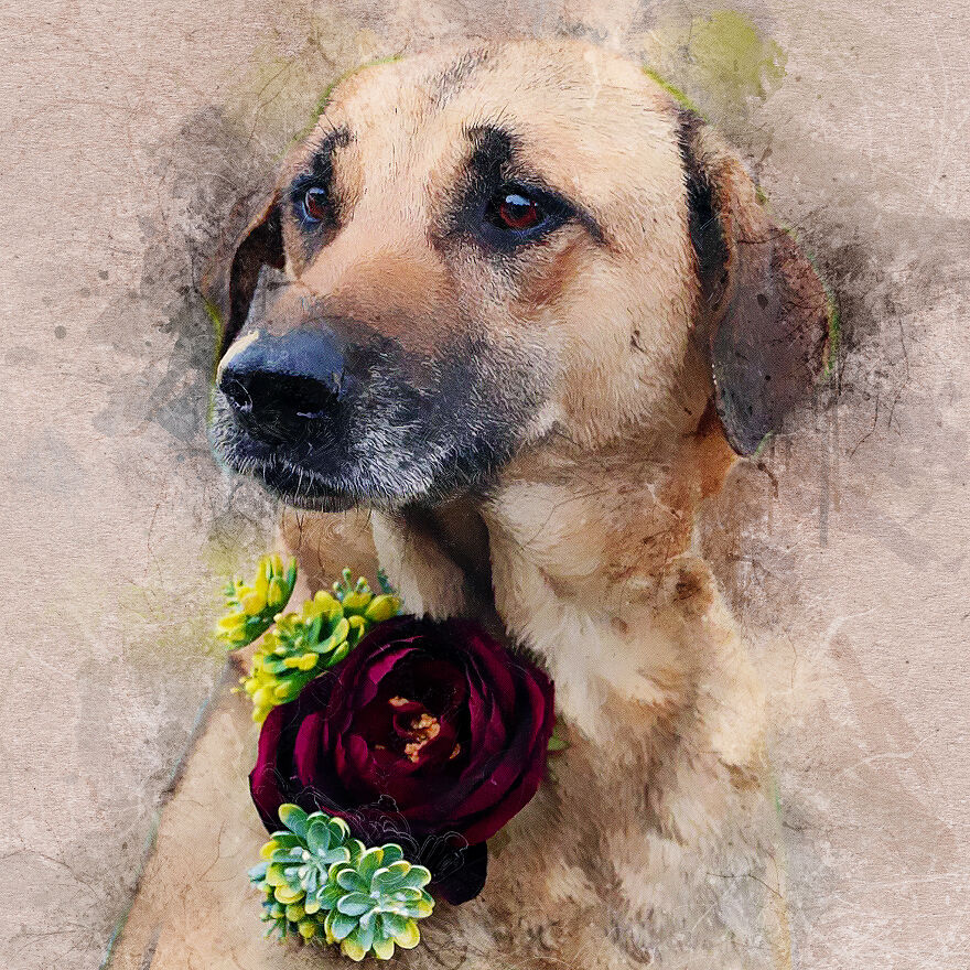 I Help Find New Homes For Heroic Blood Donor Dog And 17 Other Dogs In Need