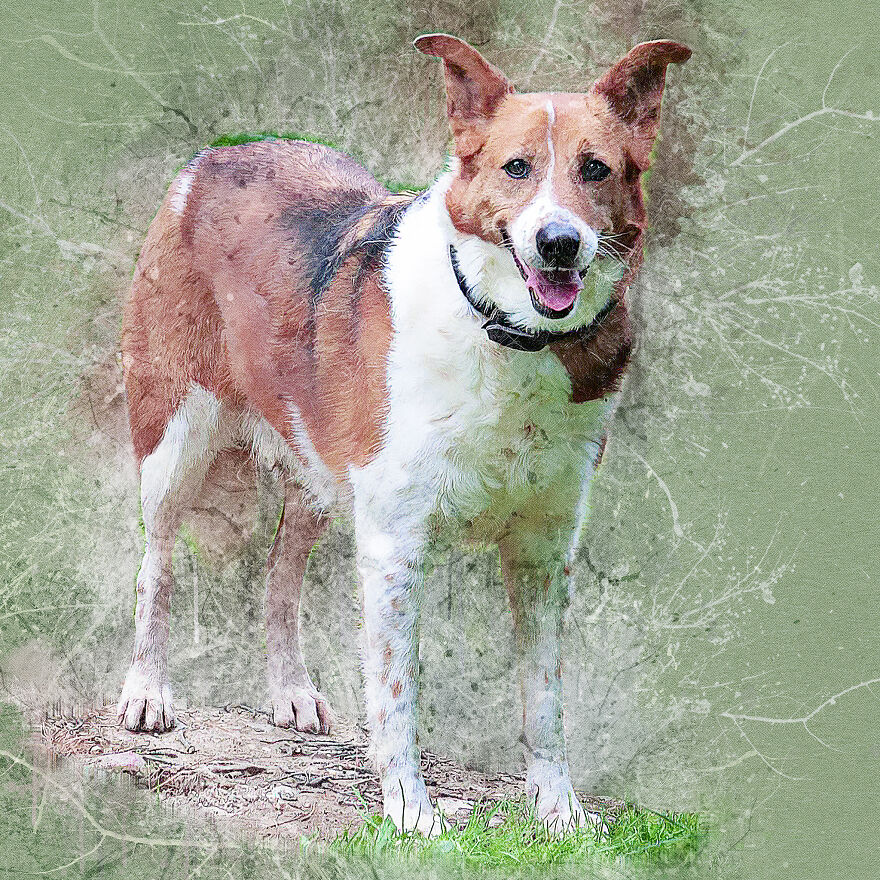 I Help Find New Homes For Heroic Blood Donor Dog And 17 Other Dogs In Need
