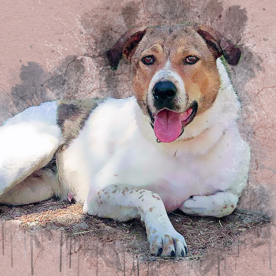 I Help Find New Homes For Heroic Blood Donor Dog And 17 Other Dogs In Need