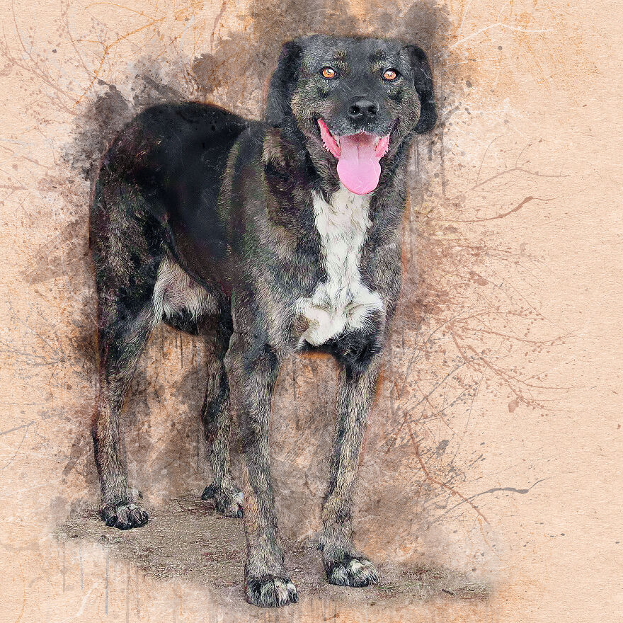 I Help Find New Homes For Heroic Blood Donor Dog And 17 Other Dogs In Need