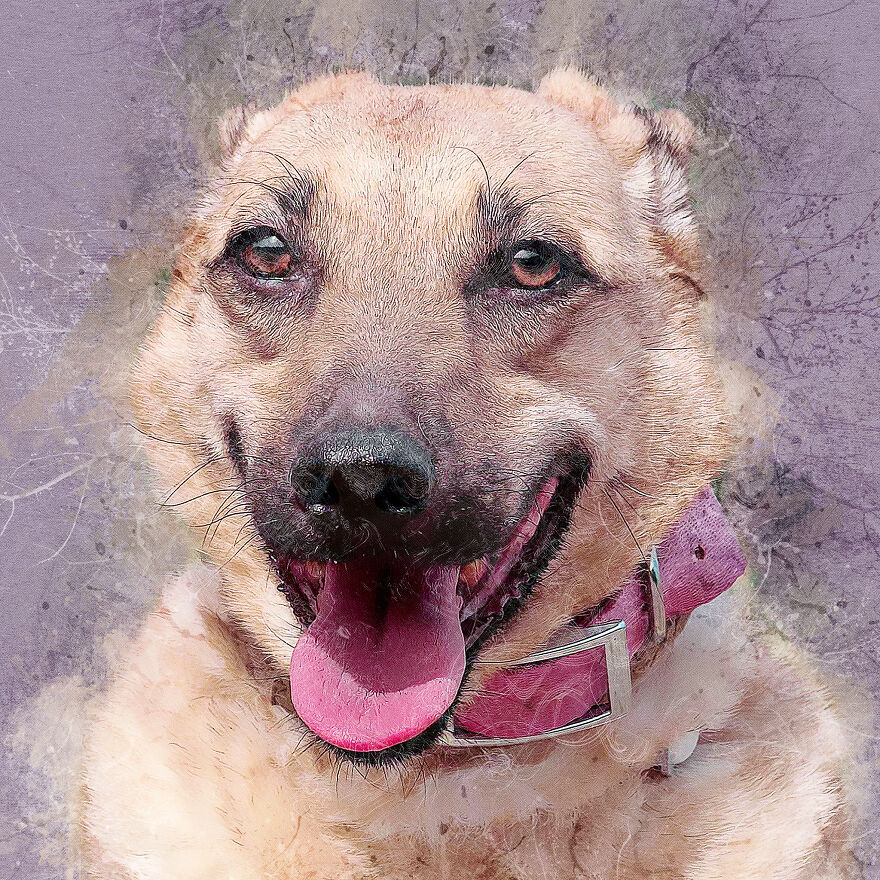 I Help Find New Homes For Heroic Blood Donor Dog And 17 Other Dogs In Need