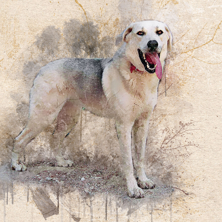 I Help Find New Homes For Heroic Blood Donor Dog And 17 Other Dogs In Need