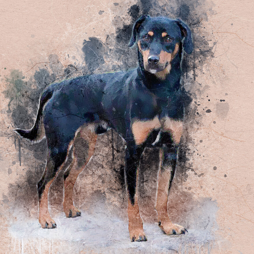 I Help Find New Homes For Heroic Blood Donor Dog And 17 Other Dogs In Need