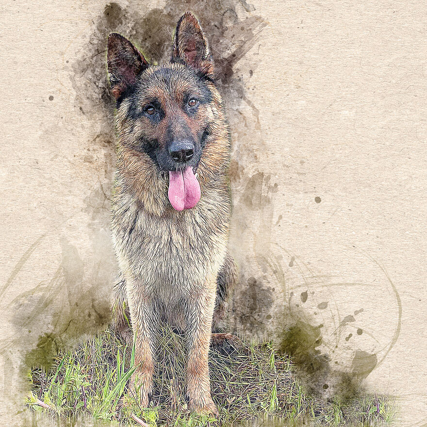 I Help Find New Homes For Heroic Blood Donor Dog And 17 Other Dogs In Need