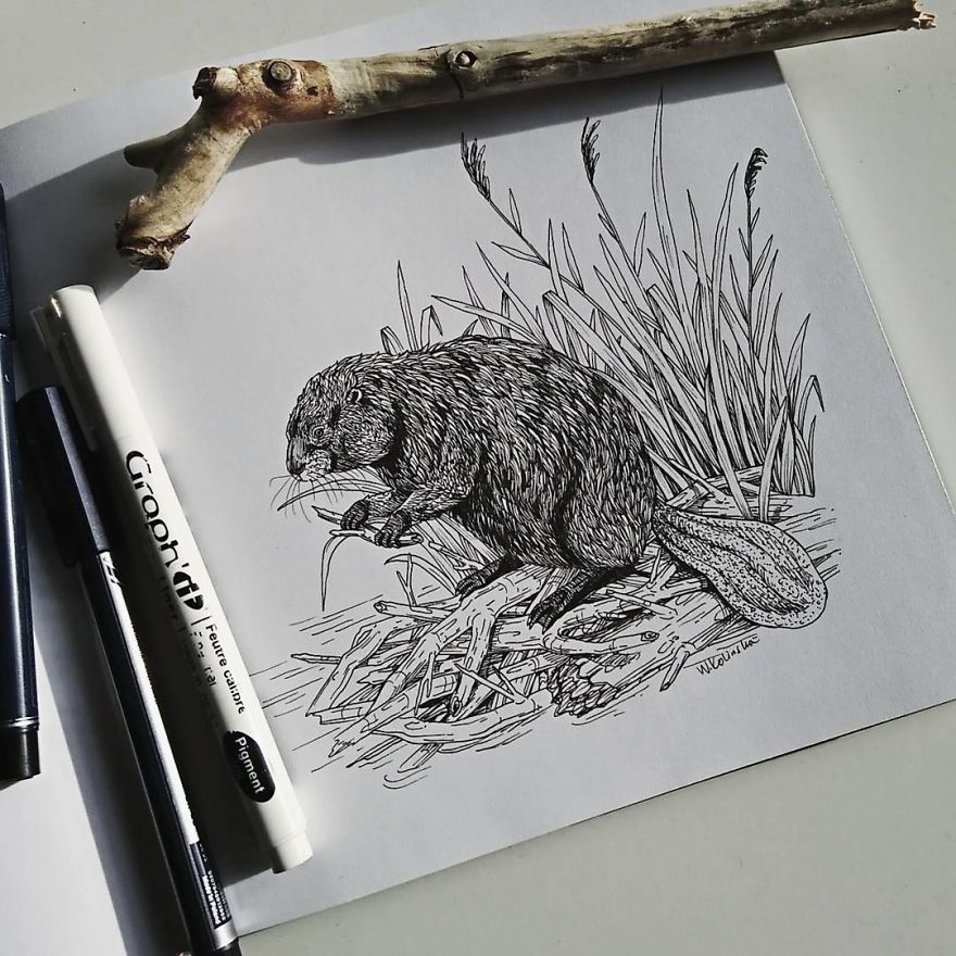 30 Intricate Drawings Of Animals Created By Me