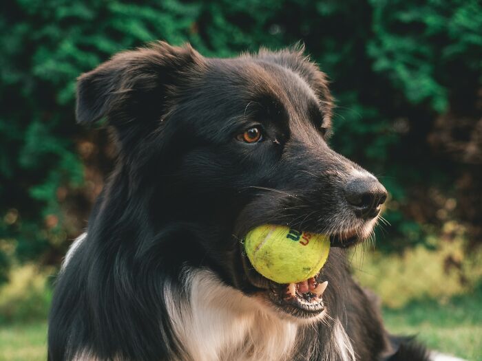 30 Times Pets Surprised Their Owners By Showing Just How Intelligent They Can Be