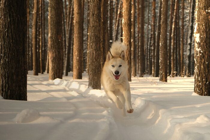 30 Times Pets Surprised Their Owners By Showing Just How Intelligent They Can Be