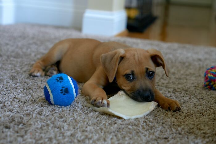 30 Times Pets Surprised Their Owners By Showing Just How Intelligent They Can Be