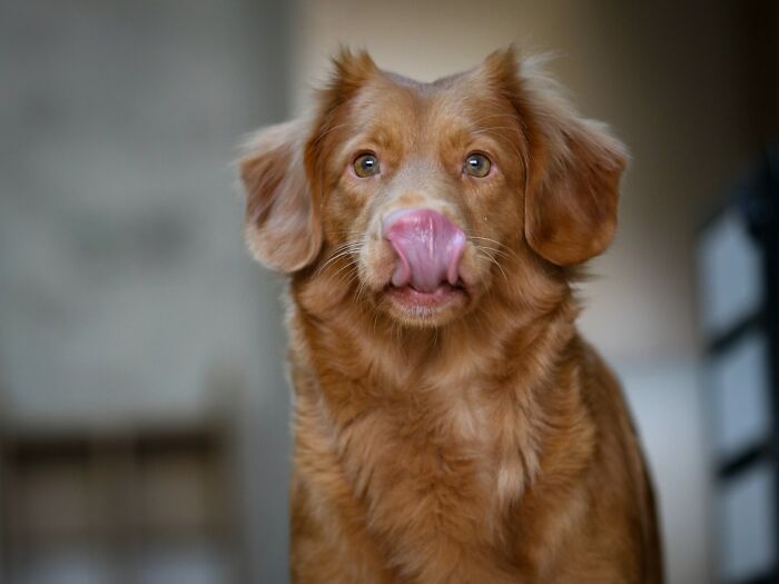 30 Times Pets Surprised Their Owners By Showing Just How Intelligent They Can Be