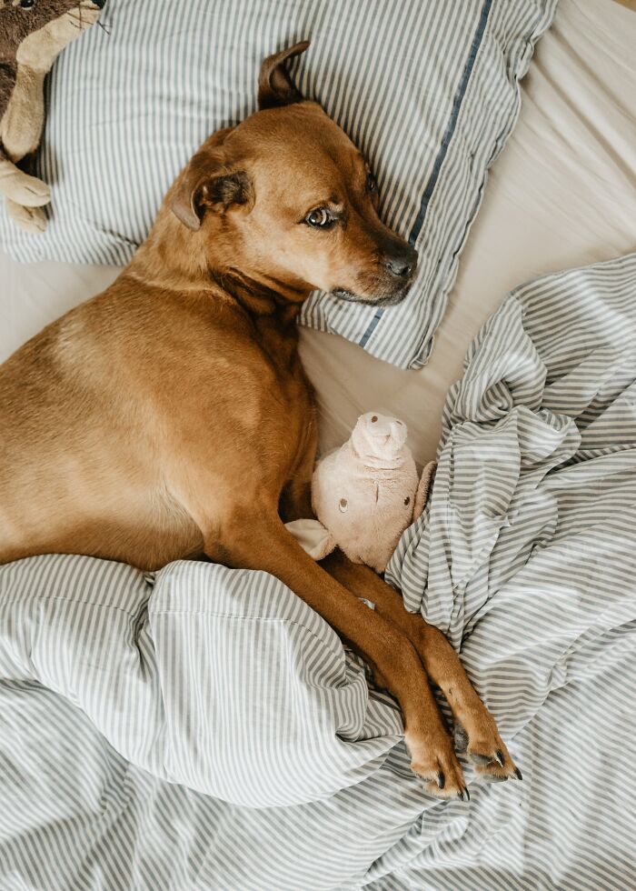 30 Times Pets Surprised Their Owners By Showing Just How Intelligent They Can Be