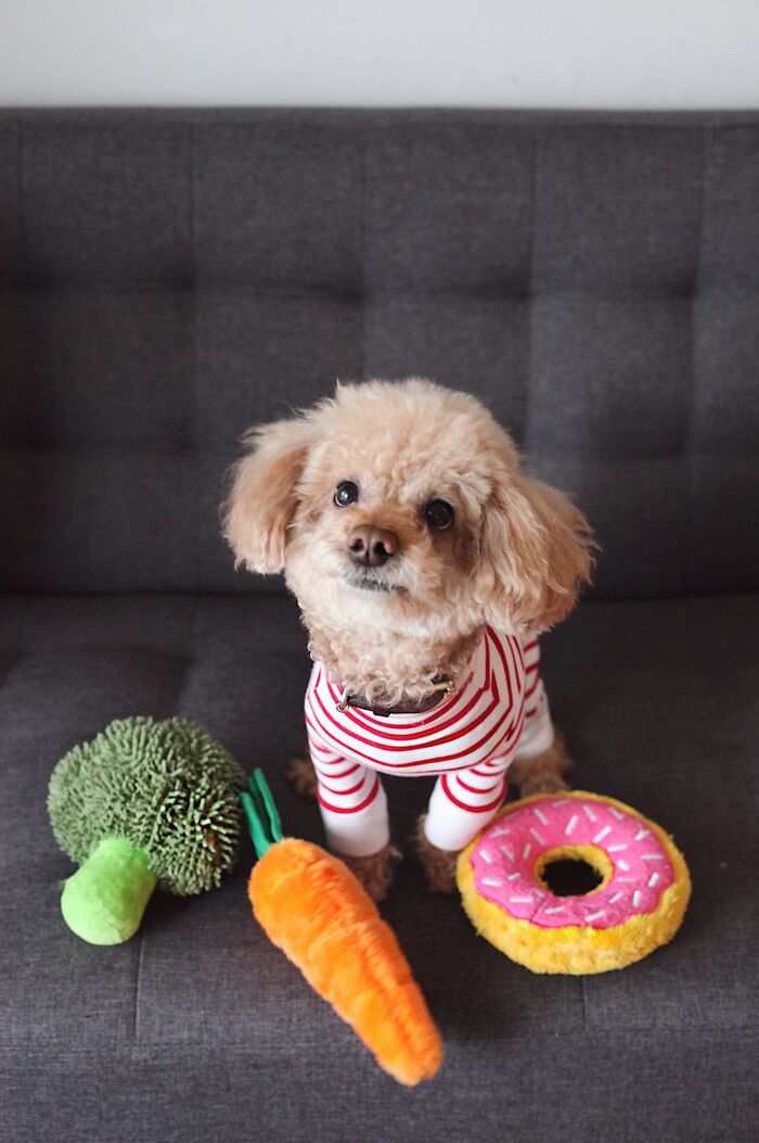 30 Times Pets Surprised Their Owners By Showing Just How Intelligent They Can Be