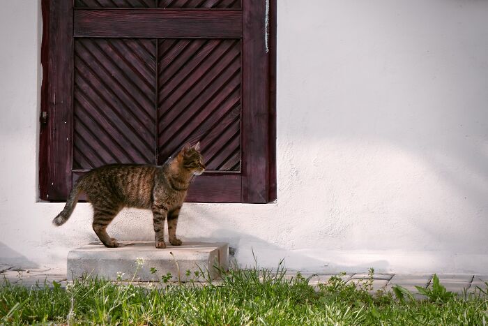 30 Times Pets Surprised Their Owners By Showing Just How Intelligent They Can Be