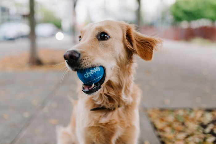 30 Times Pets Surprised Their Owners By Showing Just How Intelligent They Can Be