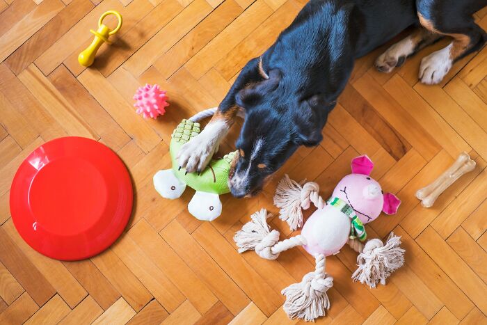 30 Times Pets Surprised Their Owners By Showing Just How Intelligent They Can Be