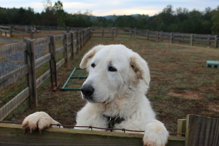 30 Times Pets Surprised Their Owners By Showing Just How Intelligent They Can Be