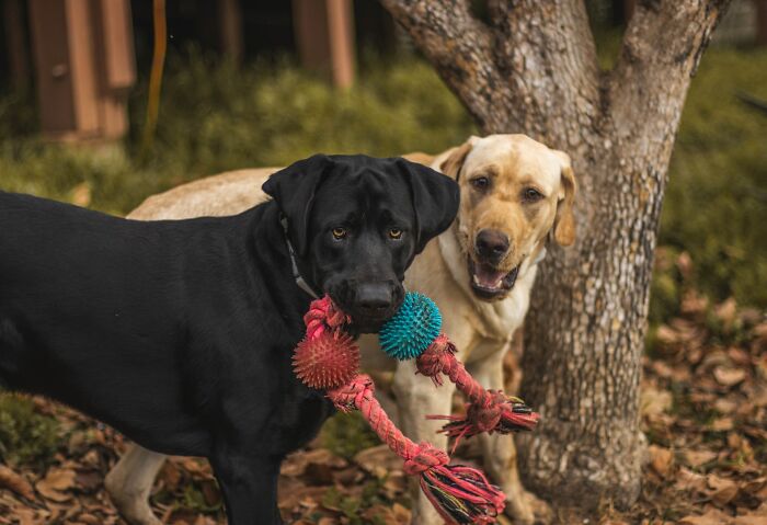 30 Times Pets Surprised Their Owners By Showing Just How Intelligent They Can Be