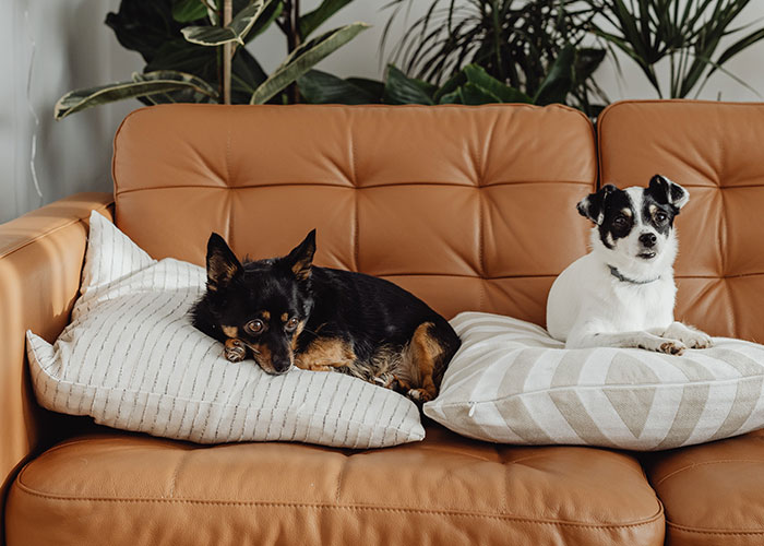 Woman Wants Childfree Sister To Babysit Her Kids, Asks Her To Stop Fostering Dogs