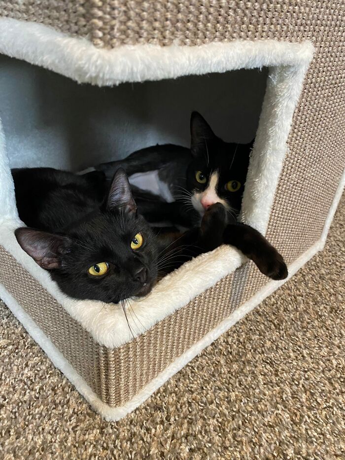 3 Cute Cats Were Thrown Away Like Garbage, Found New Family And Now Are Filling Their Home With Love And Joy