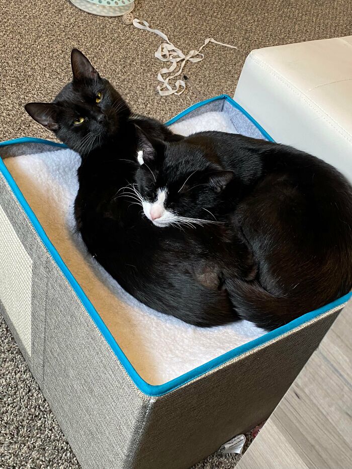 3 Cute Cats Were Thrown Away Like Garbage, Found New Family And Now Are Filling Their Home With Love And Joy