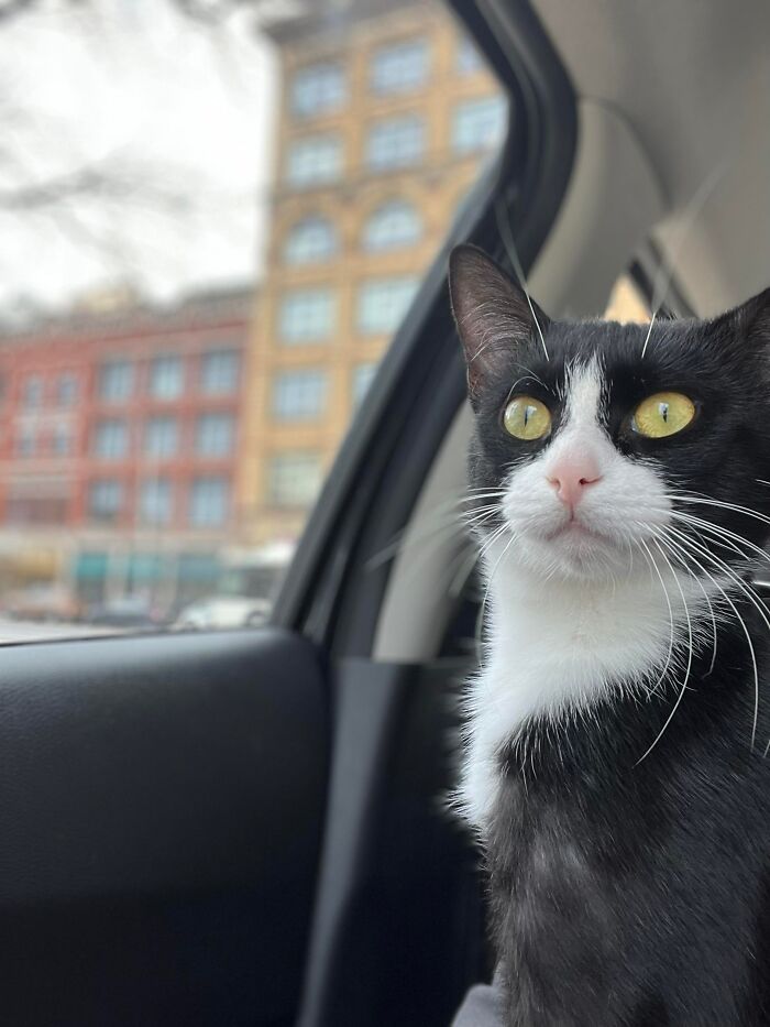 3 Cute Cats Were Thrown Away Like Garbage, Found New Family And Now Are Filling Their Home With Love And Joy