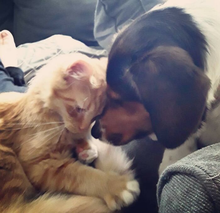 Hey Pandas, Post Pictures Proving Cats And Dogs Can Be Best Friends (Closed)