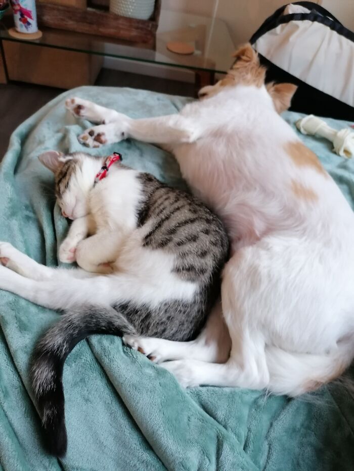 Hey Pandas, Post Pictures Proving Cats And Dogs Can Be Best Friends (Closed)
