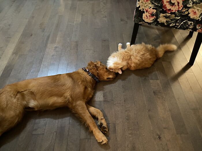 Hey Pandas, Post Pictures Proving Cats And Dogs Can Be Best Friends (Closed)