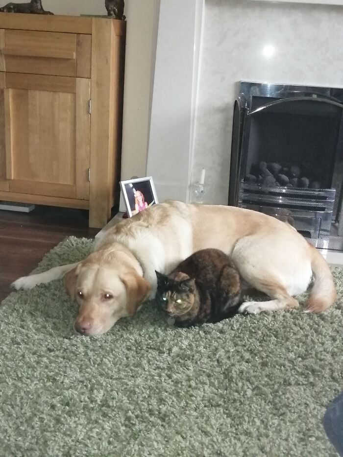 Hey Pandas, Post Pictures Proving Cats And Dogs Can Be Best Friends (Closed)