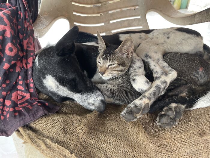 Hey Pandas, Post Pictures Proving Cats And Dogs Can Be Best Friends (Closed)