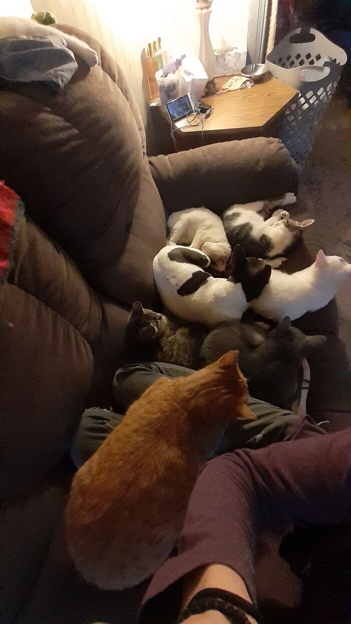 Hey Pandas, Post Pictures Proving Cats And Dogs Can Be Best Friends (Closed)