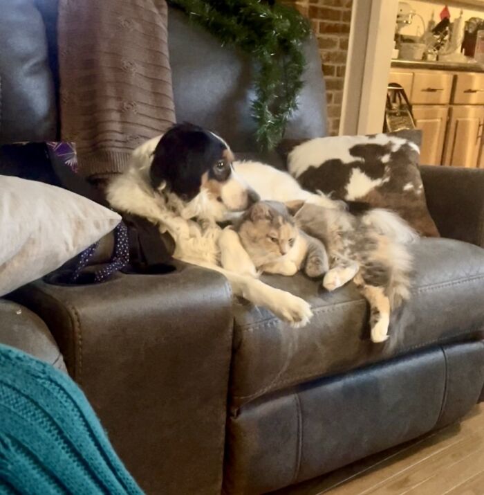 Hey Pandas, Post Pictures Proving Cats And Dogs Can Be Best Friends (Closed)