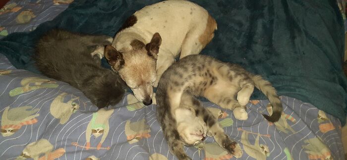 Hey Pandas, Post Pictures Proving Cats And Dogs Can Be Best Friends (Closed)