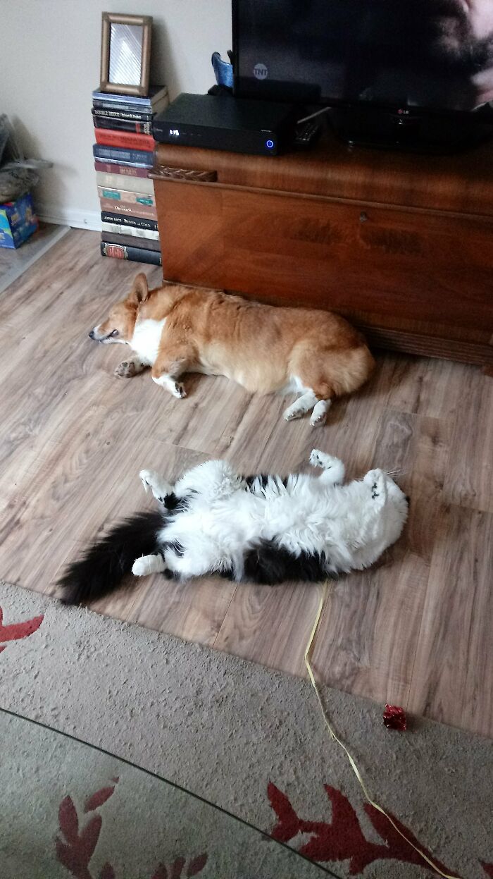 Hey Pandas, Post Pictures Proving Cats And Dogs Can Be Best Friends (Closed)