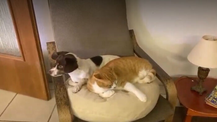 Hey Pandas, Post Pictures Proving Cats And Dogs Can Be Best Friends (Closed)