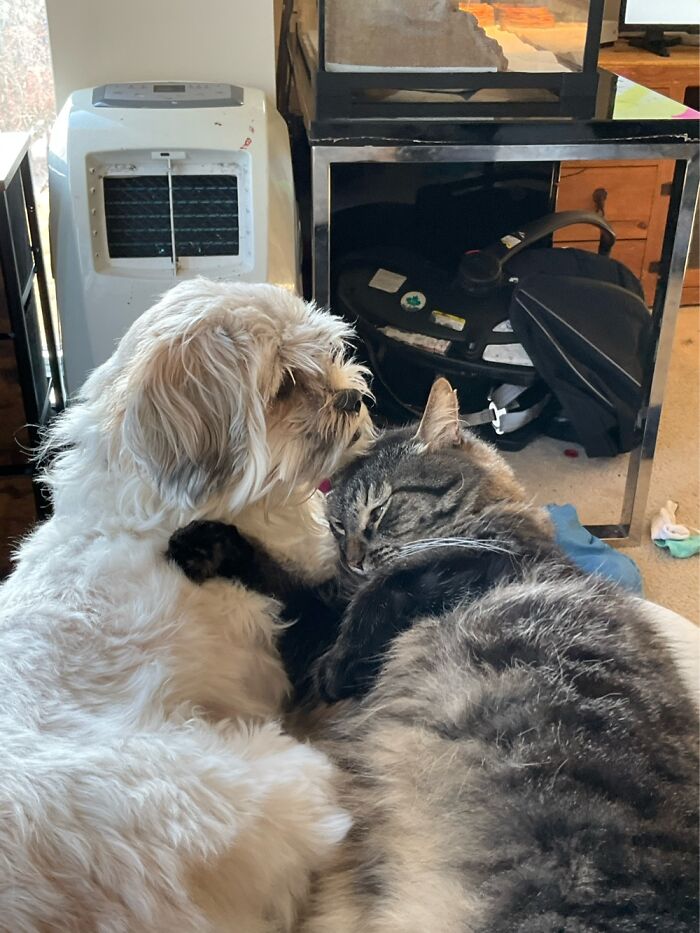 Hey Pandas, Post Pictures Proving Cats And Dogs Can Be Best Friends (Closed)