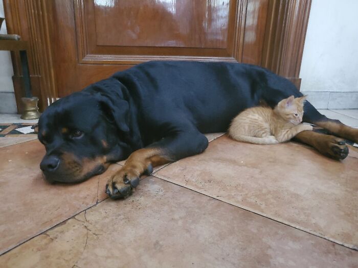 Hey Pandas, Post Pictures Proving Cats And Dogs Can Be Best Friends (Closed)