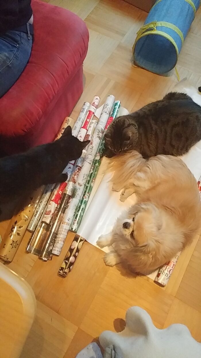 Hey Pandas, Post Pictures Proving Cats And Dogs Can Be Best Friends (Closed)