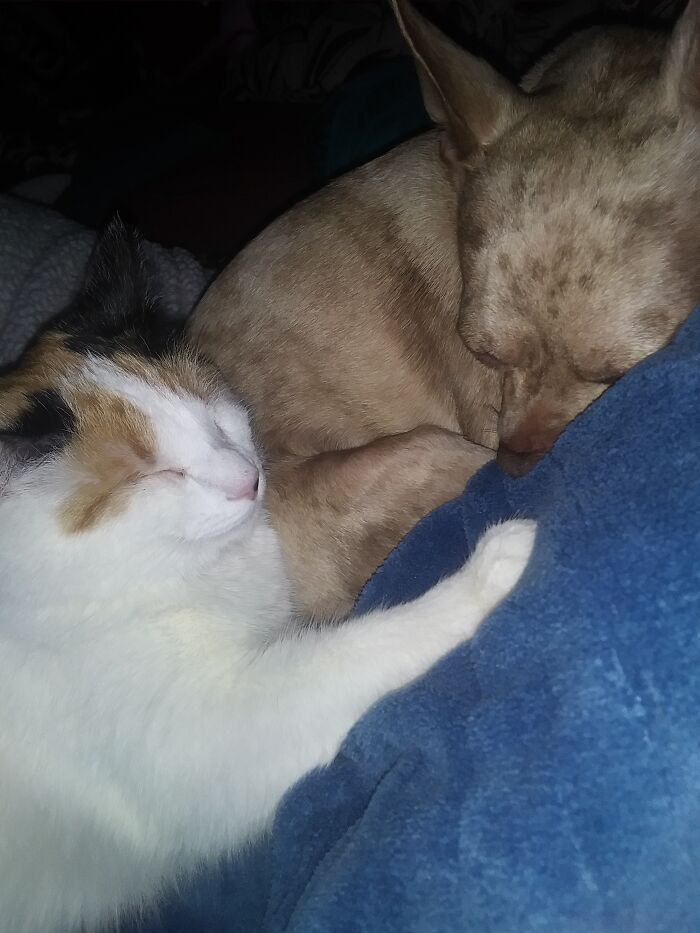 Hey Pandas, Post Pictures Proving Cats And Dogs Can Be Best Friends (Closed)