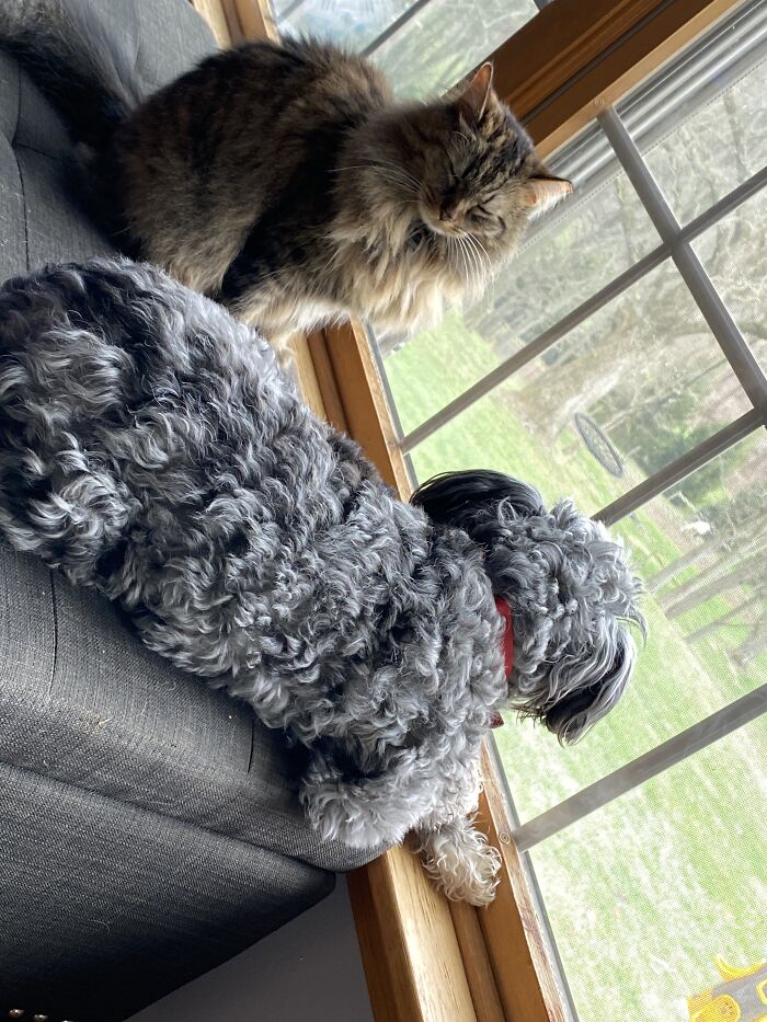 Hey Pandas, Post Pictures Proving Cats And Dogs Can Be Best Friends (Closed)
